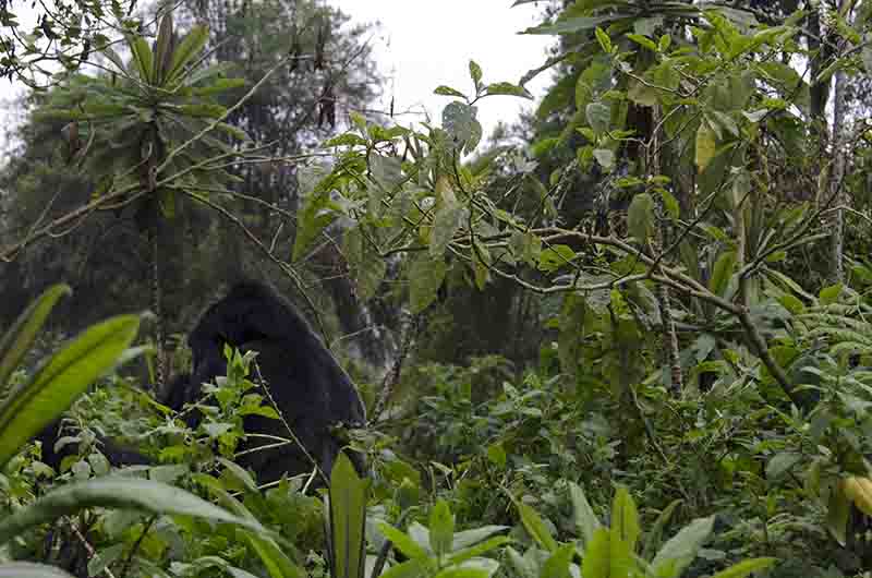44 - Gorila - selva de Virunga - parque nacional de los volcanes - Ruanda